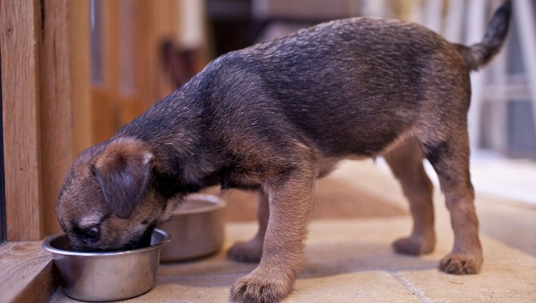 VEREINIGTES KÖNIGREICH - 28. NOVEMBER: Netter Border Terrier Welpe 10 Wochen alt, der von der Hundenapf frisst (Foto von Tim Graham / Getty Images)