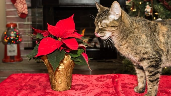 Eine Katze schnüffelt an Lilien, einer der Pflanzen, die für Katzen giftig sind