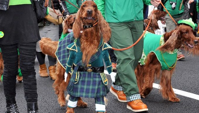 zwei irische setter in st. Patrick's Day Parade