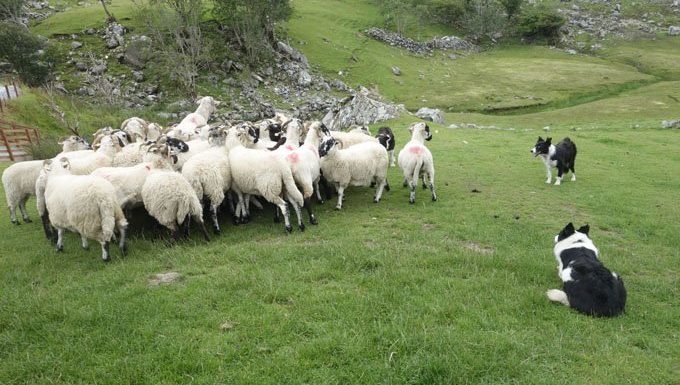 zwei Border Collies Herde Schafe
