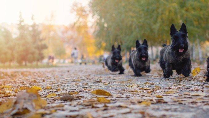 In einem Park rennen schottische Terrier