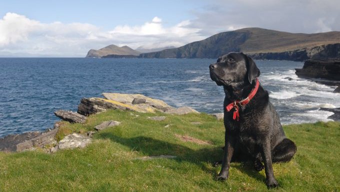 Labrador Retriever sitzt an Klippen am Meer