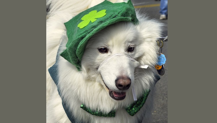 ALEXANDRIA, VA - 1. MÄRZ: Skylard, ein Samojede, trägt einen irischen grünen Hut an der Alexandria Saint Patrick's Day Parade am Samstag, 1. März 2014, in Alexandria, VA. Die Altstadt von Alexandria feiert den irischen Feiertag mit einer Oldtimershow, einer Hundeausstellung und einer Parade zum St. Patricks Day.