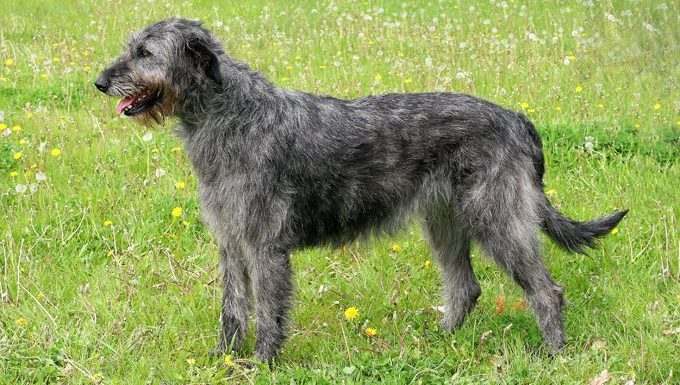 Irish Wolfhound steht im Feld