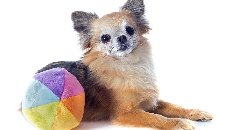 Porträt eines niedlichen reinrassigen Chihuahua vor weißem Hintergrund