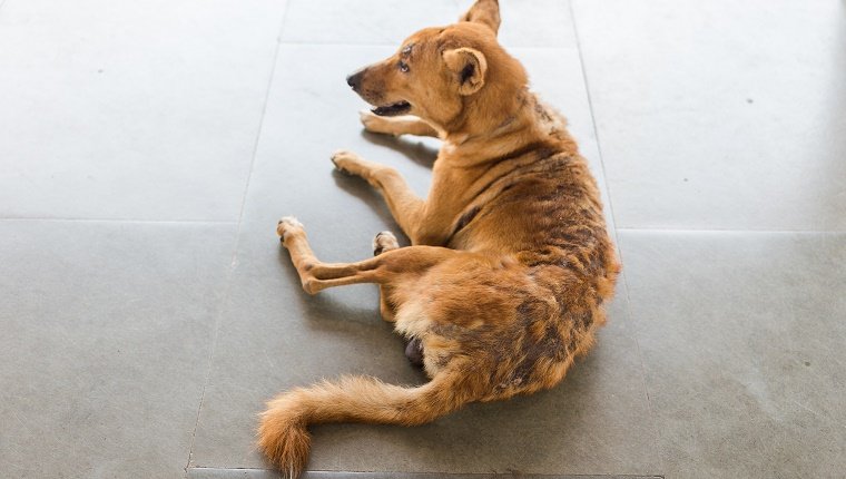 Nahaufnahme eines Hundes mit fehlendem Fell auf dem Rücken von einem Hautproblem, Flöhen oder Alopezie (Haarausfall).