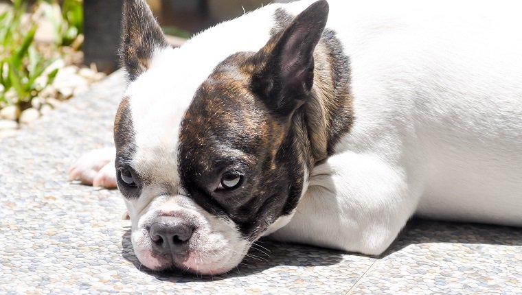 schläfrige französische Bulldogge auf dem Boden