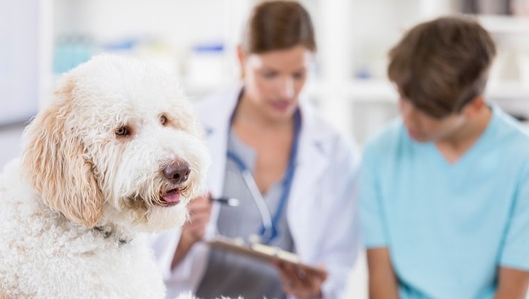 Der Tierarzt spricht mit dem Hundebesitzer, während der Hund im Vordergrund wartet. Der Tierarzt bespricht die Diagnose des Hundes mit dem Hundebesitzer. Der Fokus liegt auf dem Hund im Vordergrund.