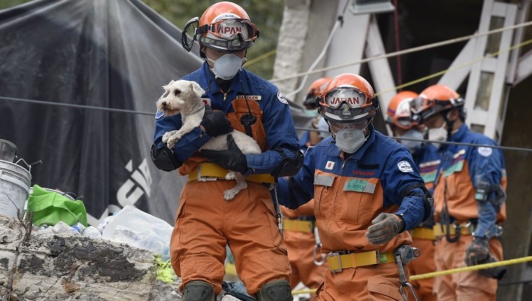 Ein Schnauzerhund, der das Beben überlebt hat, wird am 24. September 2017 von Rettungskräften in Mexiko-Stadt aus den Trümmern eines abgeflachten Gebäudes gezogen. Die Hoffnung, nach dem verheerenden Beben in Mexiko-Stadt weitere Überlebende zu finden, schwand am Sonntag, fünf Tage nach dem 7.1 Zittern erschütterte das Herz der Megastadt, stürzte Dutzende von Gebäuden und tötete mehr als 300 Menschen. / AFP PHOTO / ALFREDO ESTRELLA (Bildnachweis sollte ALFREDO ESTRELLA / AFP / Getty Images lauten)