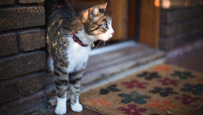Katze steht vor der Haustür