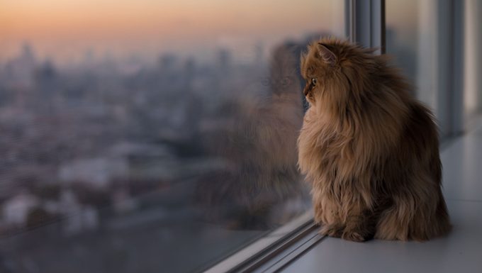 Katze schaut aus dem Fenster