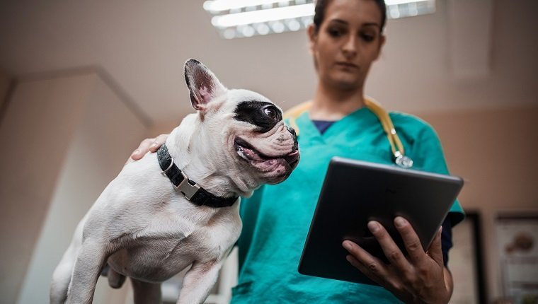 Niedrige Winkelansicht eines weiblichen Tierarztes unter Verwendung der digitalen Tablette während der medizinischen Untersuchung eines Hundes.