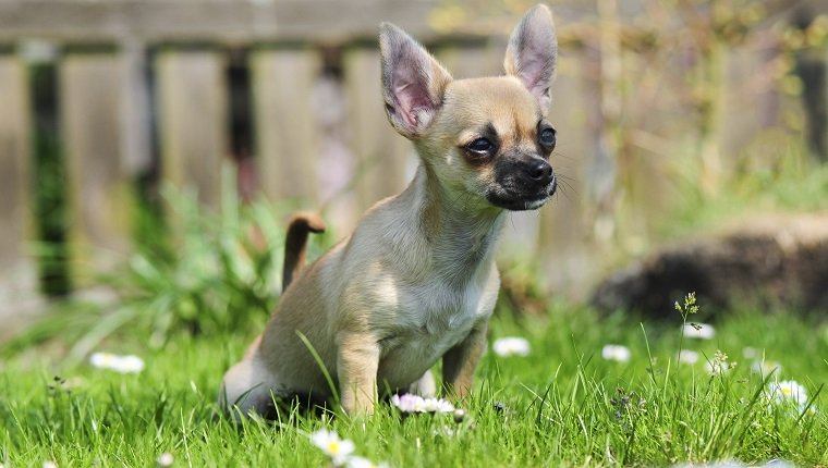 Chihuahua Welpe macht Pipi im Gras.