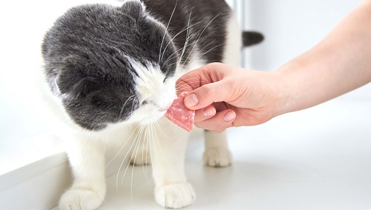 Der Besitzer gibt der Katze eine Scheibe Salami-Wurst in Form eines Herzens