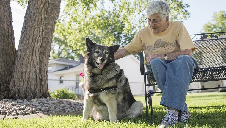 Ältere Frau, die auf Bank im Hinterhof mit ihrem norwegischen Elchhund sitzt