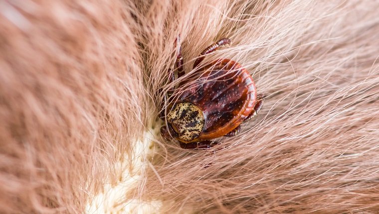 Enzephalitis oder Lyme-Virus-infiziertes Zecken-Spinnentier-Insekt auf Tiermakro