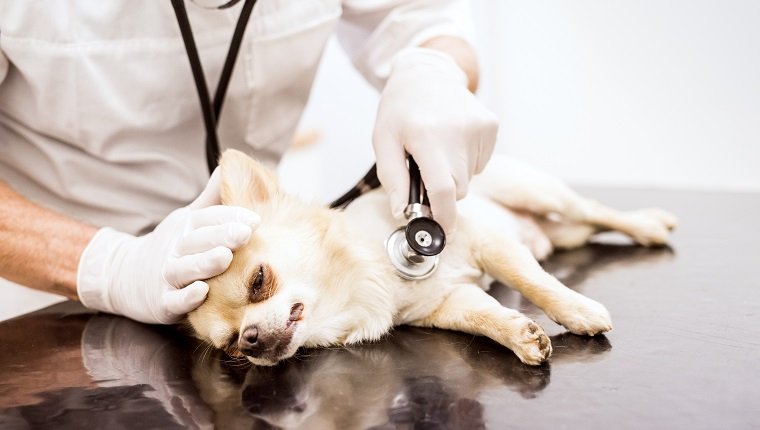 Nahaufnahme des Tierarztes, der Hund in der Klinik untersucht