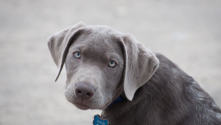 Porträt des blauäugigen Welpen Silver Labrador Retriever, der Kamera betrachtet
