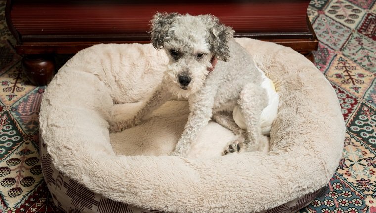 Old Yorkshire Terrier Pudel Mix Hund sitzt auf ihrem Bett und trägt eine Hundewindel für Inkontinenz