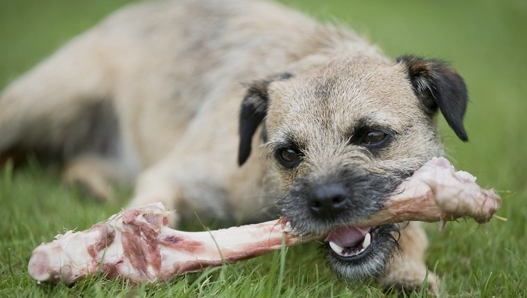 Border Terrier, der auf einem rohen Knochen kaut, Vorderansicht