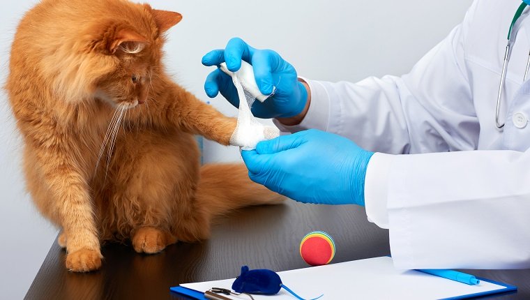 Tierarzt Mann in einem weißen medizinischen Mantel und blauen sterilen Handschuhen sitzt an einem Tisch und verbindet seine Pfote zu einer erwachsenen flauschigen roten Katze, Tierarztarbeitsplatz, weißem Hintergrund