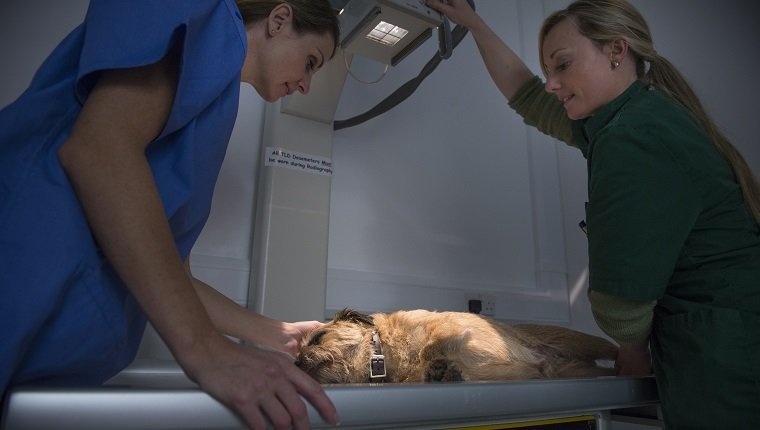 Tierärzte, die Röntgen am Hund in der Tierarztpraxis durchführen