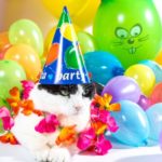 Cat celebrating make up your own holiday day