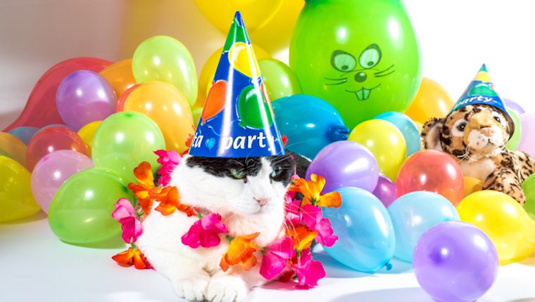 Cat celebrating make up your own holiday day