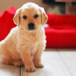 Golden retriever puppy portrait