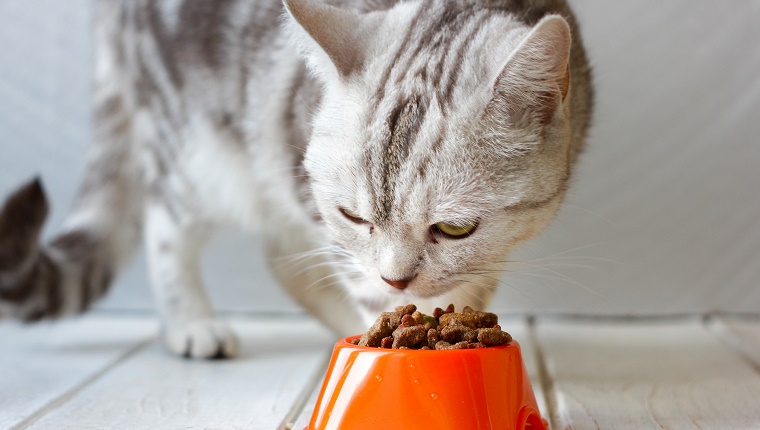 Graue Katze, die Nahrung von orange Katzenschale isst
