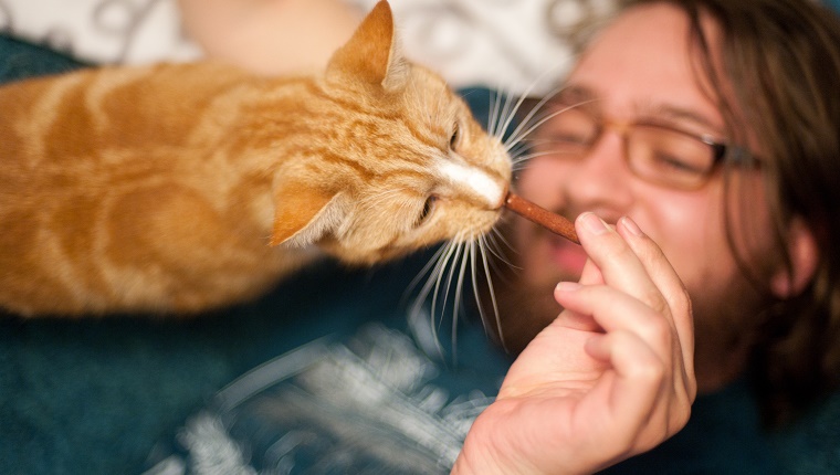 Ein Mann füttert seine Ingwerkatze mit einem Leckerbissen. Der Mann legt sich hin und die Katze streckt sich über ihn, um zum Vergnügen zu kommen.