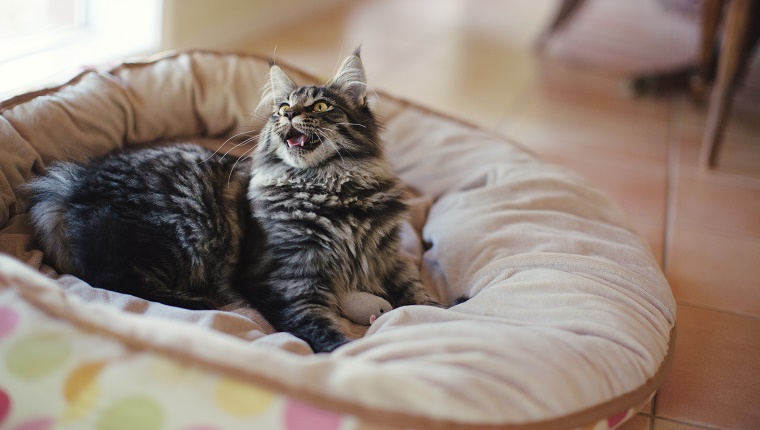 Entzückende junge Maine Coon Katze, die auf ihrem gepolsterten Katzenbett mit ihrer Spielzeugmaus spielt.