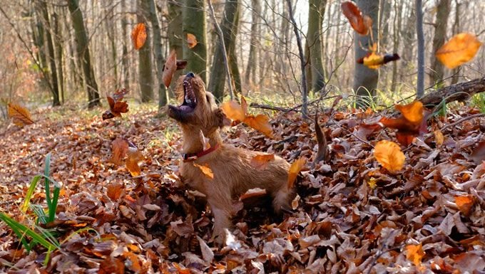 Irish Terrier spielt in den Blättern