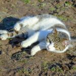 White gray tomcat lies in the mud on the ground looking into the camera, pet, animal