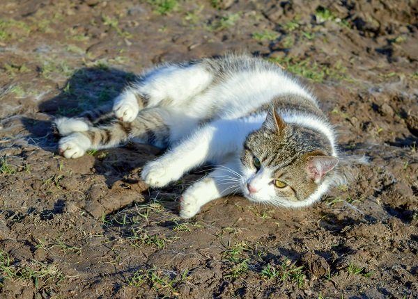 White gray tomcat lies in the mud on the ground looking into the camera, pet, animal