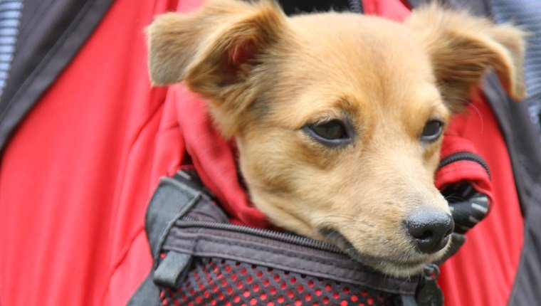 süße Hundezecke aus der Tasche eines Rucksacks in den Bergen