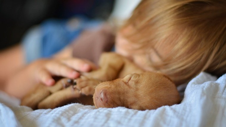 Kleinkindmädchen schläft mit ihren Händen, die auf einem jungen Vizsla Hündchen ruhen. Nahaufnahmebild des Gesichtes des Hundes.