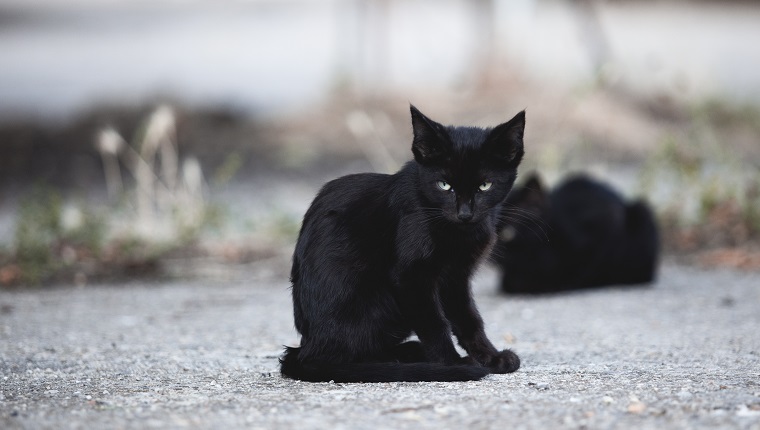 Fotografie eines streunenden schwarzen Katzenwelpen