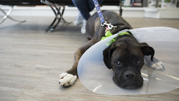 Hund mit Kegel, der in der Lobby der Tierklinik liegt