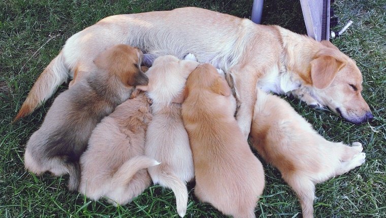 High Angle View Of Dog Feeding Puppies On Field