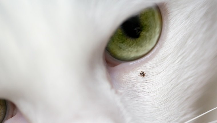 Makro der Zecke auf Katzengesicht, nahe Auge