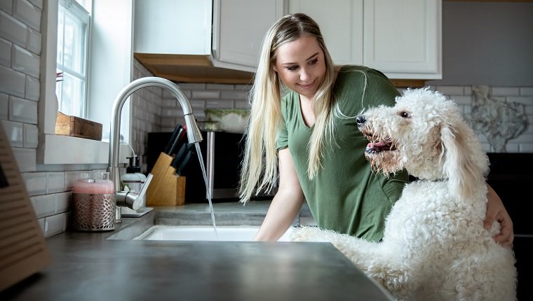 Junge Frau spielt mit Goldendoodle Welpen, während sie Geschirr zu Hause in der Küche wäscht