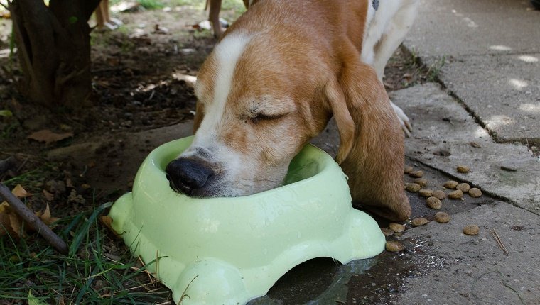 Sehr durstiger Hund trinkt Wasser