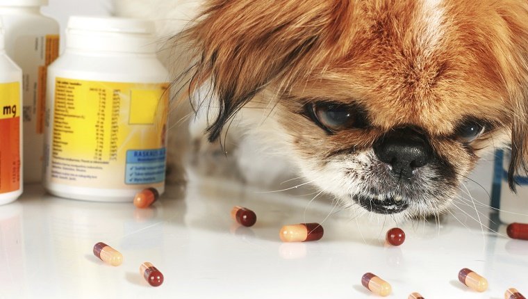 Hund und Pillen über weißem Hintergrund.