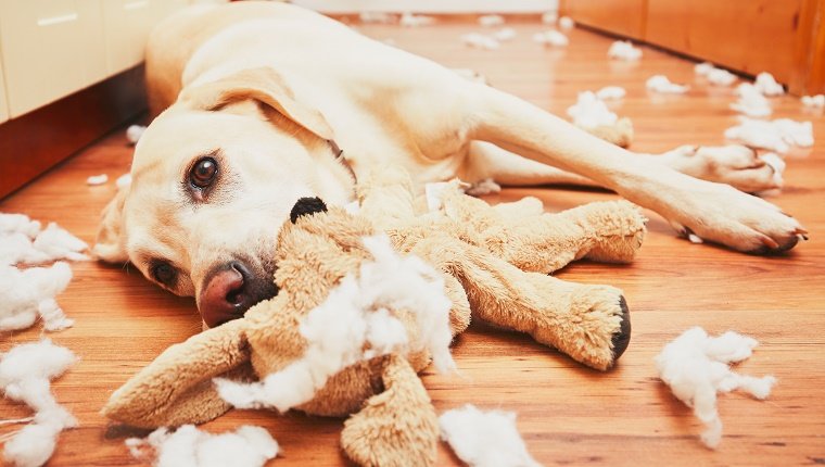 Naughty Dog Home allein - gelber Labrador Retriever zerstörte das Plüschtier und machte ein Chaos in der Wohnung