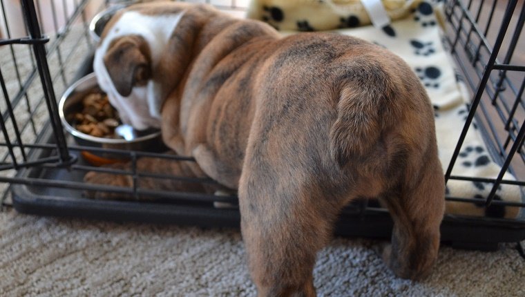 Ein englischer Bulldoggenwelpe frisst in seiner Kiste und zeigt mit dem Hintern auf die Kamera.