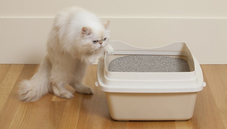 Persische Katze schnüffelt Katzentoilette