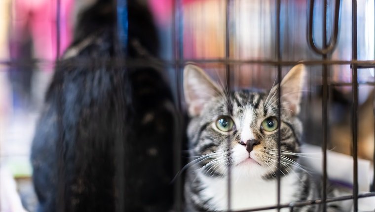 Nahaufnahme von zwei getigerten und schwarzen jungen Katzen, Kätzchen in einem Käfig, der auf Adoption im Schutz wartet