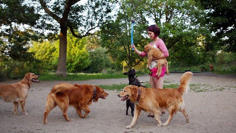 Toronto, Kanada - 4. Juli - Melissa Martin spielt mit ihren 6 Golden Retriever am 4. Juli 2015 im Hundepark außerhalb der Leine im High Park von Toronto. Cole Burston / Toronto Star (Cole Burston / Toronto Star über Getty Images)