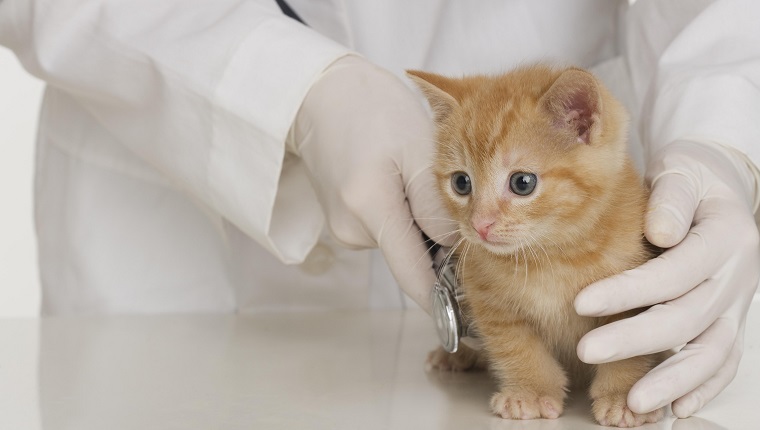 Tierarzthände, die Kätzchen untersuchen